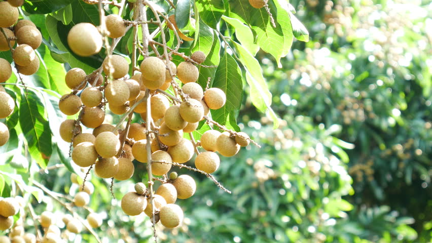 Roosters Sit On Branches Of Lamyai Or Longan Fruit Trees In An Orchard ...