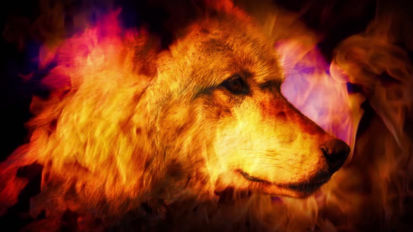 Running Fire Wolf Animation Stock Footage Video 17760856 - Shutterstock