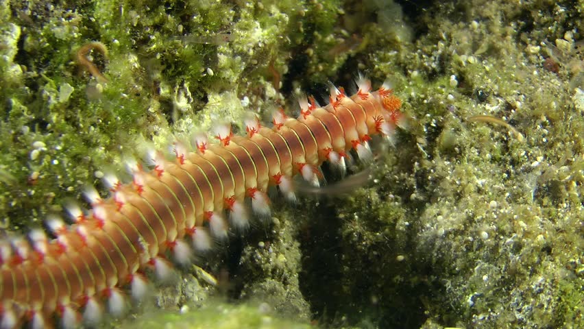 Bearded Fireworm (Hermodice Carunculata) Crawling On The Stone, Close ...