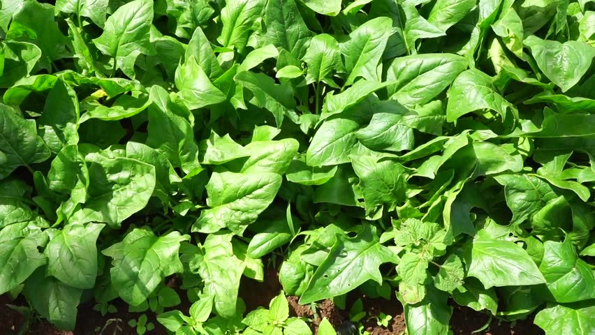 Spinach Field In The Fall Under Wind Stock Footage Video 2932816 ...