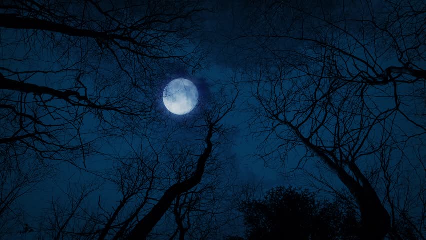 Spooky Full Moon Shines Over Dark Tree In Mist HD 1080p Stock Footage ...