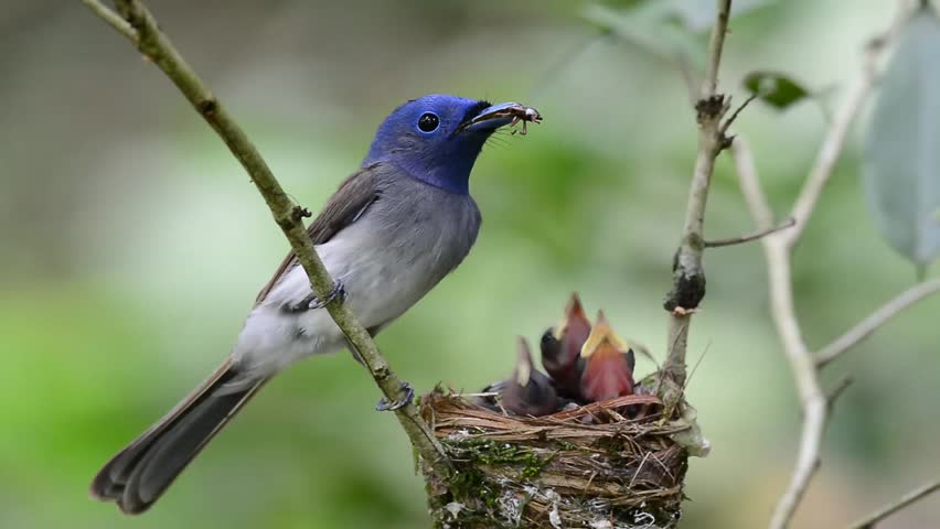 Black-naped Monarch Or Black-naped Blue Flycatcher, Female Guring Her ...