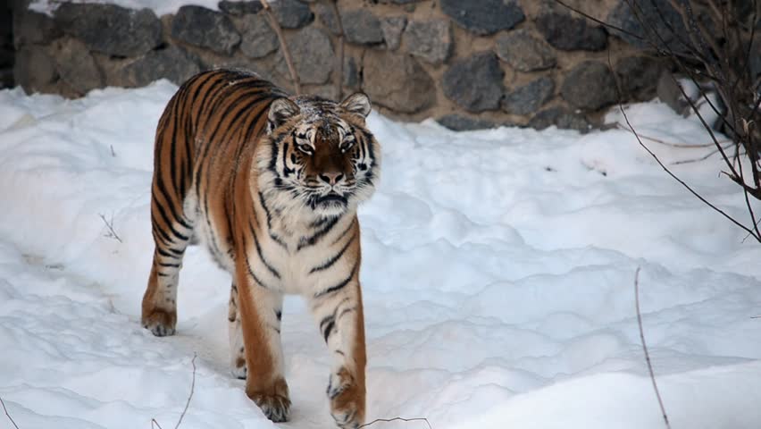 Growling Tiger In The Jungle Stock Footage Video 1841890 - Shutterstock