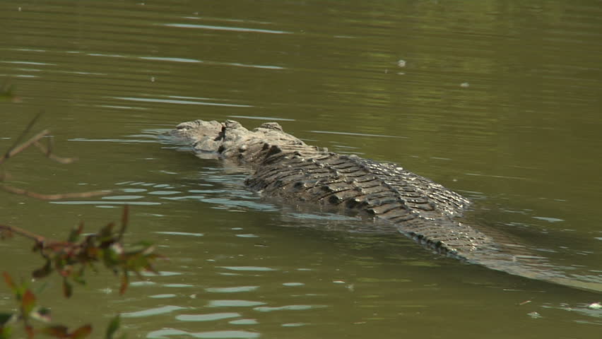 Alligator Swims Away From Camera Stock Footage Video 1456480 - Shutterstock