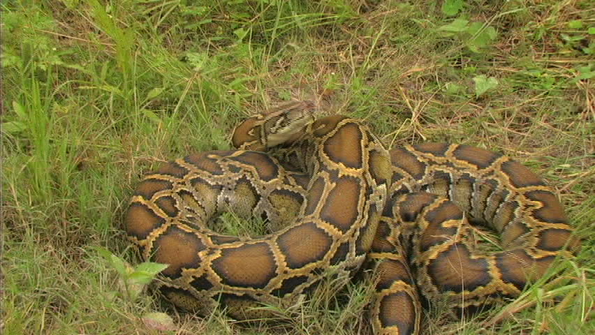 Aggressive Python Stock Footage Video 1482946 - Shutterstock