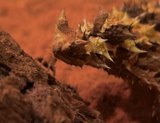 Thorny Devil Eating Ants In Australian Desert Stock Footage Video ...