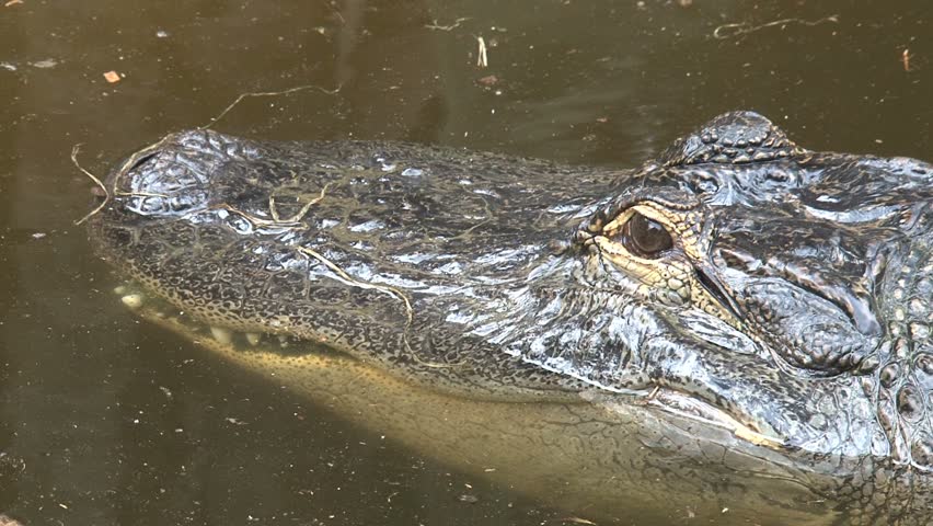 Alligator Swallows Piece Of Carcass In Water Stock Footage Video ...