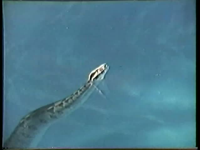 Python Crawling In Swimming Pool Stock Footage Video 1853602 - Shutterstock