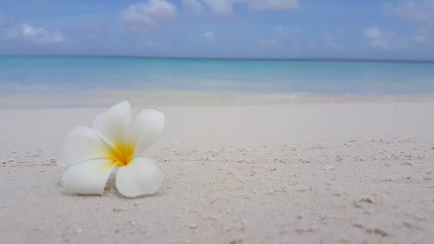 Frangipani Flowers On The Beach Stock Footage Video 1953352 - Shutterstock