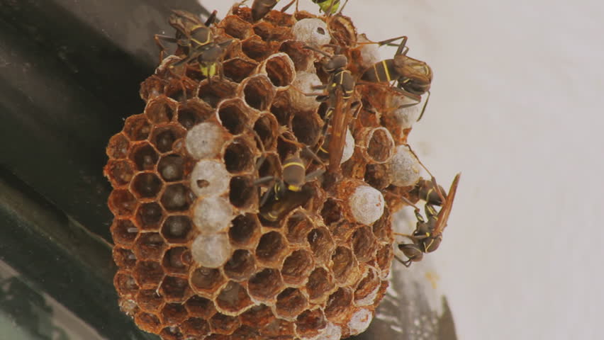 Wasps Feeding Larvae In Hive (HD). Wasp Nest With Larvae Being Fed ...