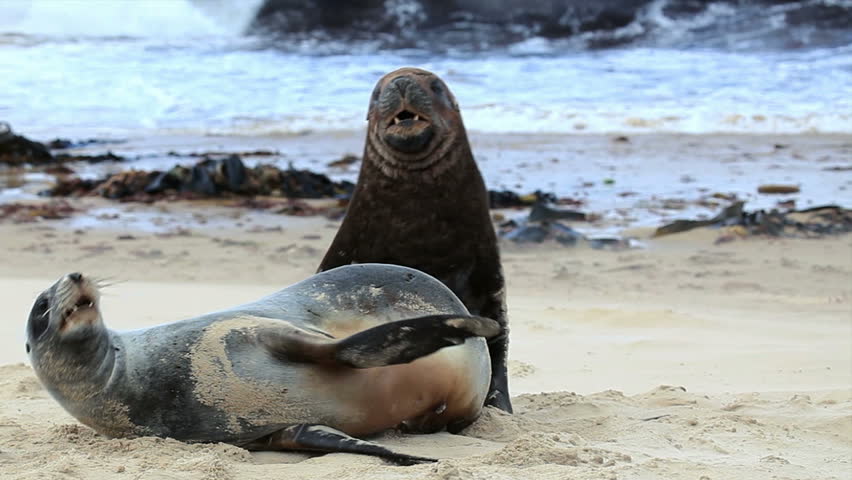 Hooker's SEA LIONS During Mating Stock Footage Video 3474677 - Shutterstock