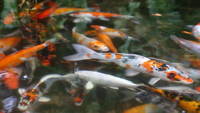 Koi Fish Definition : Koi Fish : tout ce que vous devez savoir sur la ...