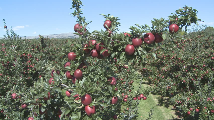 Static Shot: Of An Apple Farm. Apples Trees Of Marpha, Mustang, Nepal ...