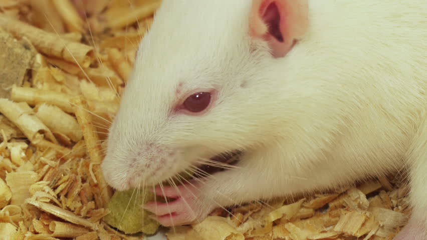 Rats Fight For Food (HD). White Rat Eating A Crunchy Snack Food. A ...