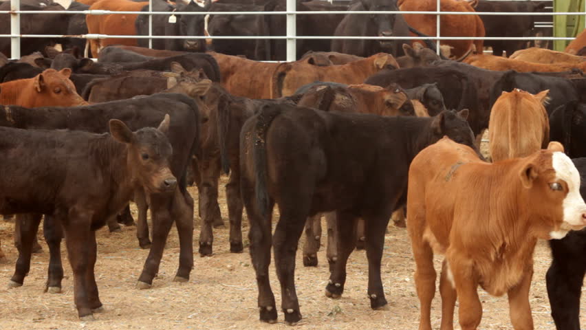 Calves Away From Herd In Pen: Calves In Cattle Pen/corral After Being ...