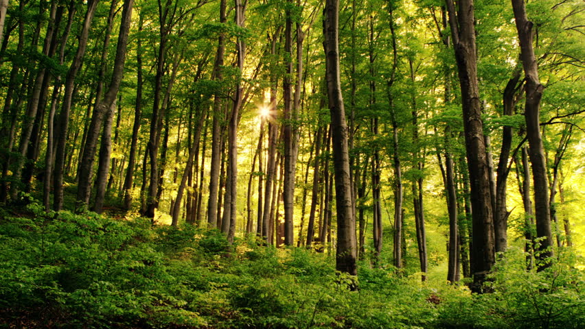 Forest Panning Shot. Location Hill Sljeme In Zagreb, Croatia Stock ...