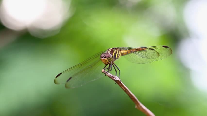 Dragonfly Stock Footage Video 871945 - Shutterstock