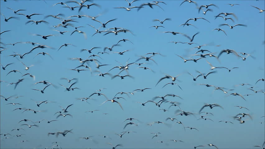 Hundreds Of Birds Flying In The Air Stock Footage Video 2455949 ...