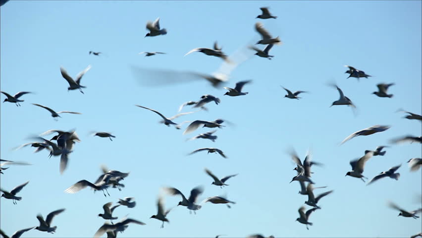 Hundreds Of Birds Flying In The Air Stock Footage Video 2455934 ...