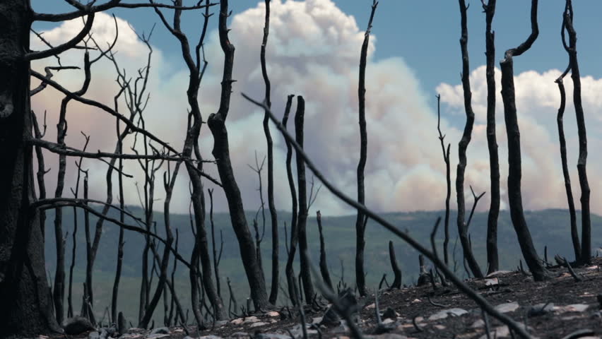 Forest Fire Burn Destruction.Destructive Blaze Destroyed Dozens Of Home ...