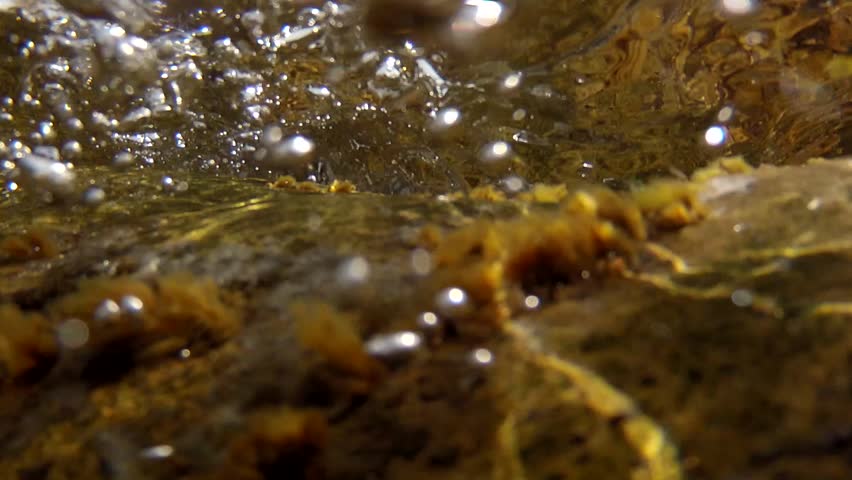 Underwater Shot Of Colorful Sea Weed On The Ocean Floor Stock Footage ...