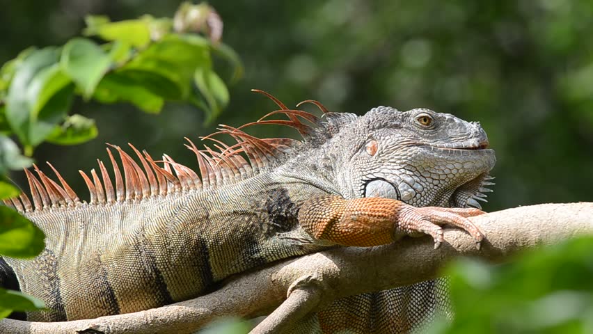 Lazy iguana lay on the tree - HD stock video clip