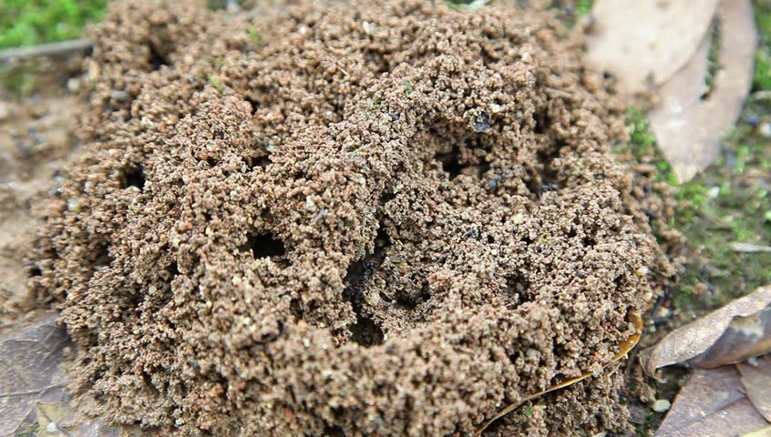 Ants Team Took Soils Coming Out Of A Hole In The Ground Stock Footage ...