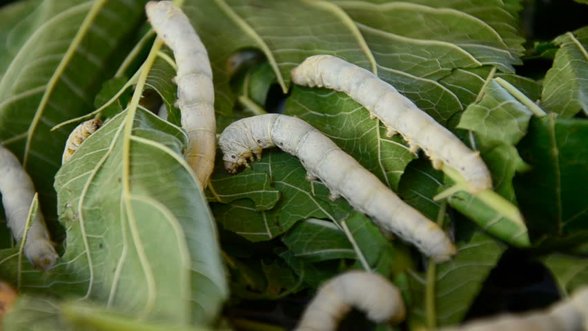 Silkworms Close Up Eating Mulberry Leaf Stock Footage Video 2960791 ...