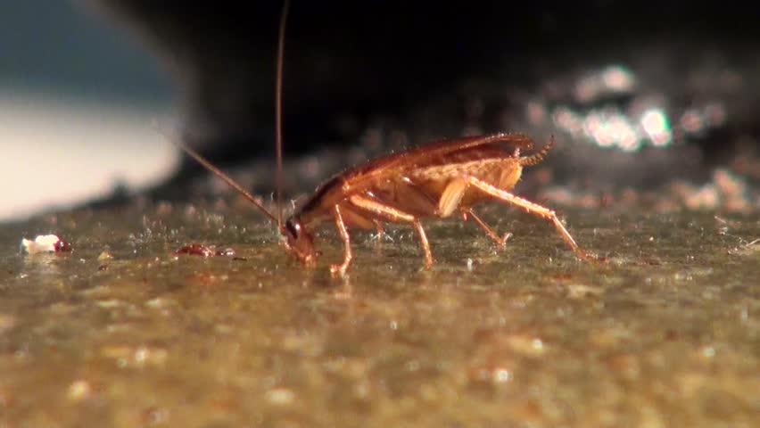 Brown cockroach eats the food in the kitchen - HD stock video clip