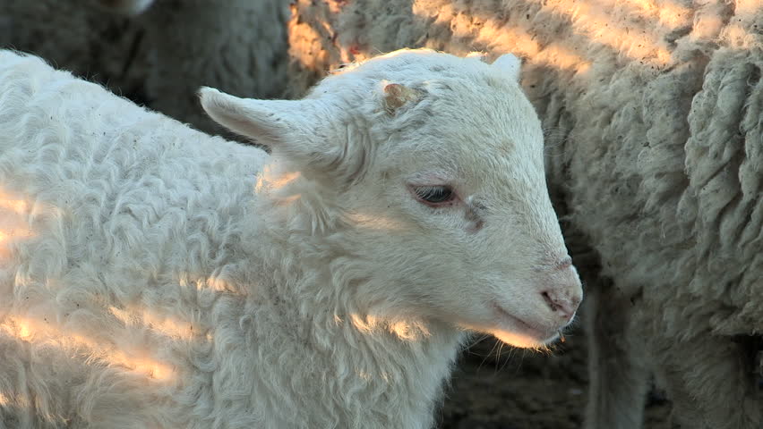 Close Up Of Lambs Head Chewing, Sheep On Meadow, Field, Farming Stock ...