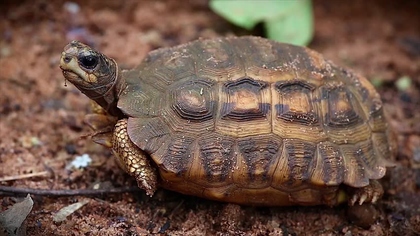 Angonoka Or Ploughshare Tortoise In Madagascar. This Is The Most ...