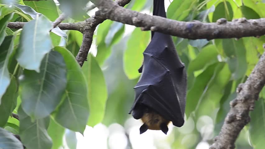 A Hanging Flying Fox On The Windy Tree With Moving Leafs. Stock Footage ...