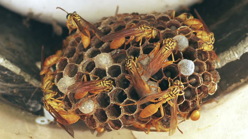 Wasps Feeding Larvae In Hive (HD). Wasp Nest With Larvae Being Fed ...