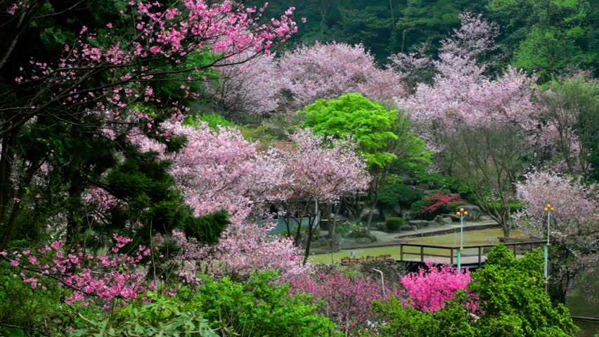 Beautiful Sakura Place In Taiwan Stock Footage Video 3558530 - Shutterstock