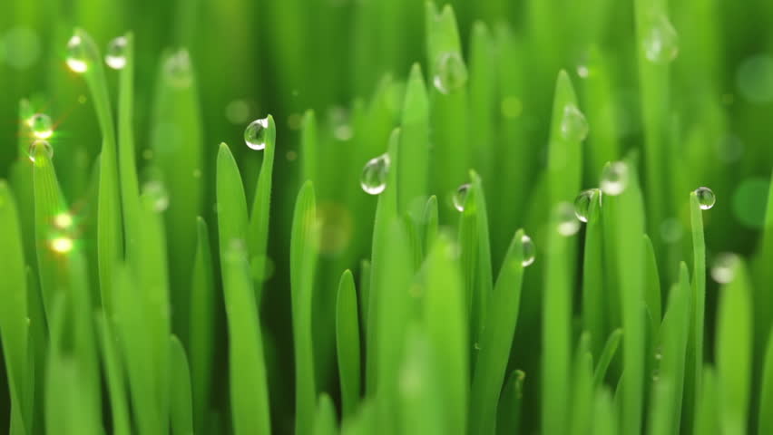 Luscious Green Grass. Drops Of Water Hung On Blades Of Grass. Ray Of ...