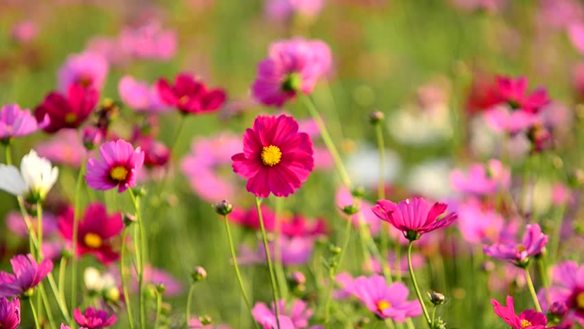 Beautiful Cosmos Flowers Swaying In The Breeze Stock Footage Video ...