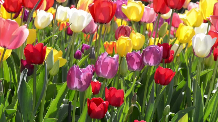 Tulips Blowing In The Wind Stock Footage Video 3734279 - Shutterstock