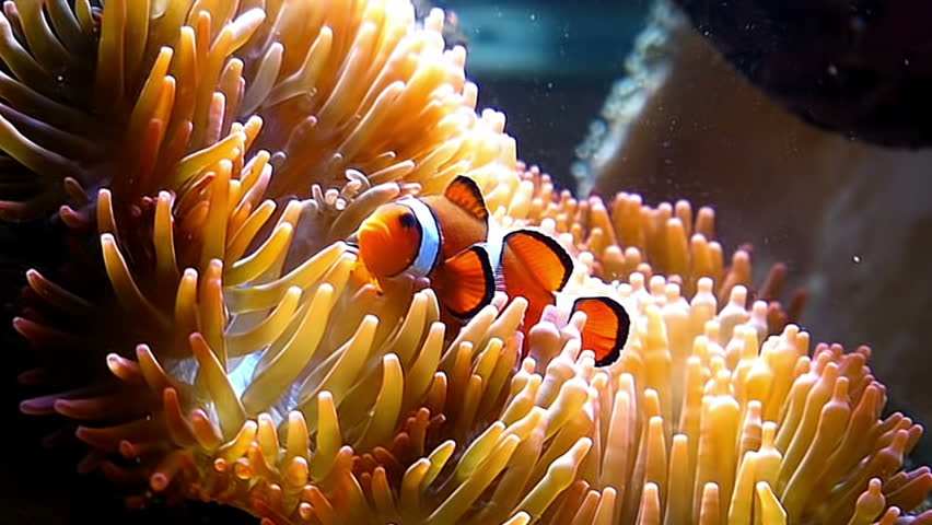 False Clown Fish On Anemone (nemo Fish) Stock Footage Video 3839516 ...