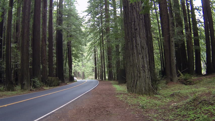 Vacation Car Drives Through California Redwood Forest. Vehicle On ...