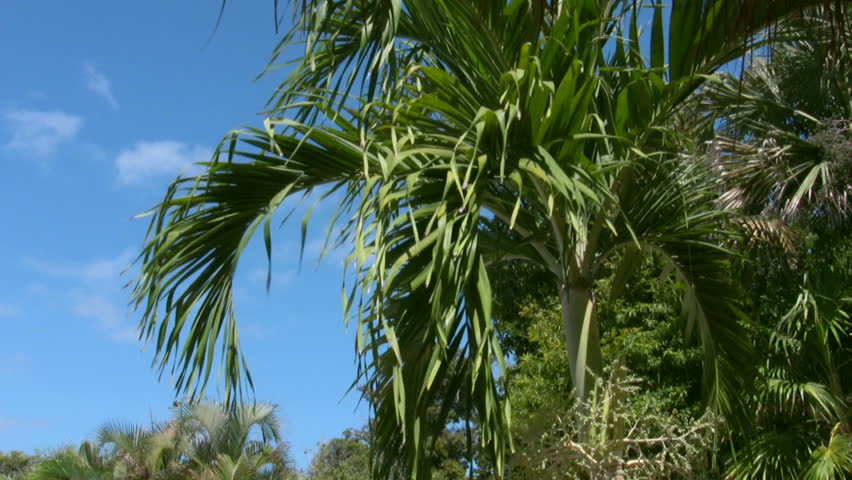 Palm Tree In Cancun Mexico 1 Stock Footage Video 399079 - Shutterstock