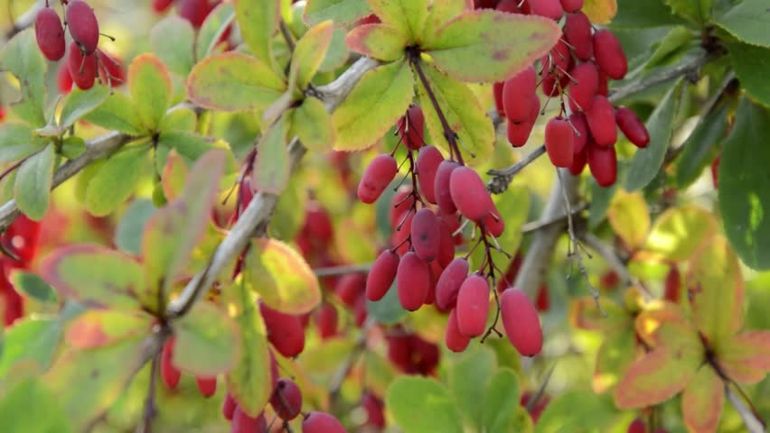 Common Barberry (Berberis Vulgaris) Stock Footage Video 4334054 ...