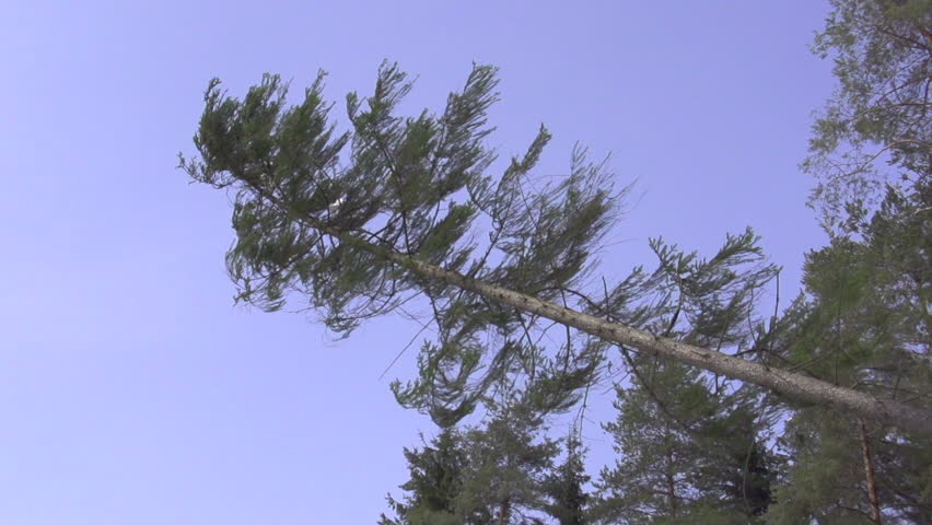 SLOW MOTION: Big Spruce Tree Falling Down Stock Footage Video 4465367 ...