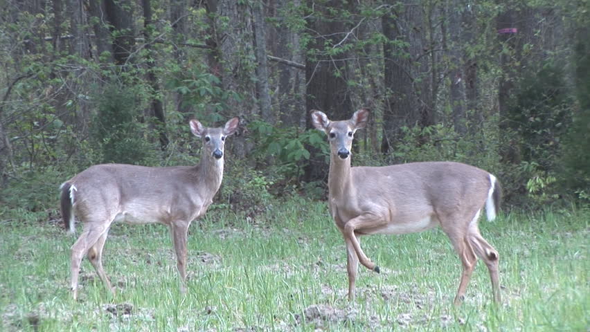 Mule Deer (Odocoileus Hemionus) At Forest Edge, Stamping Front Feet ...