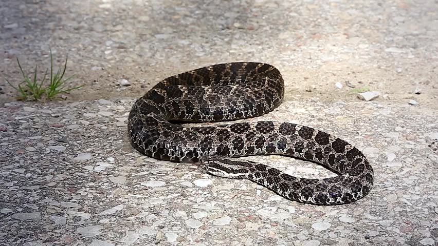 An Endangered Massasauga Rattlesnake (Sistrurus Catenatus) Basks On The ...