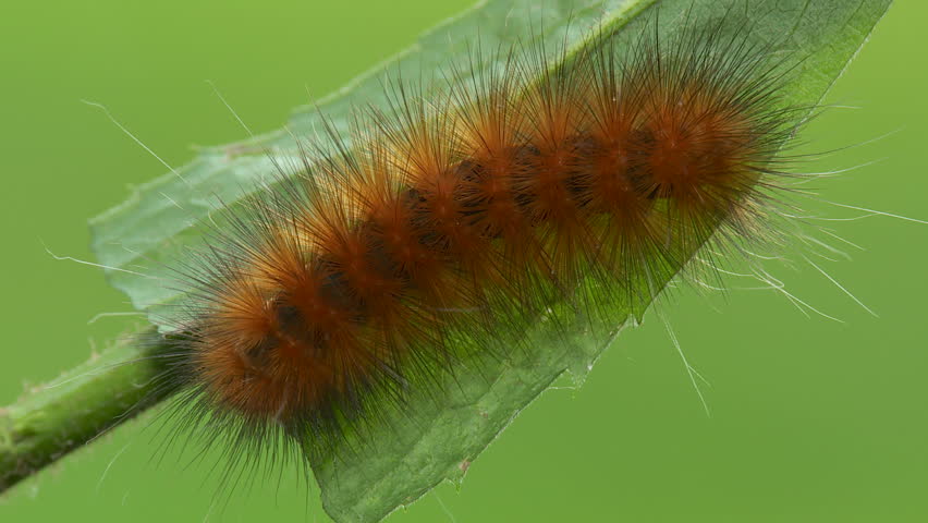 A Virginia Tiger Moth (Spilosoma Virginica) Caterpillar, Also Known As ...