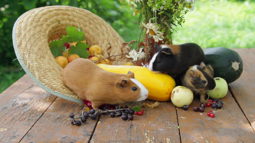 Fruits And Vegetables For Guinea Pigs – GSDQ