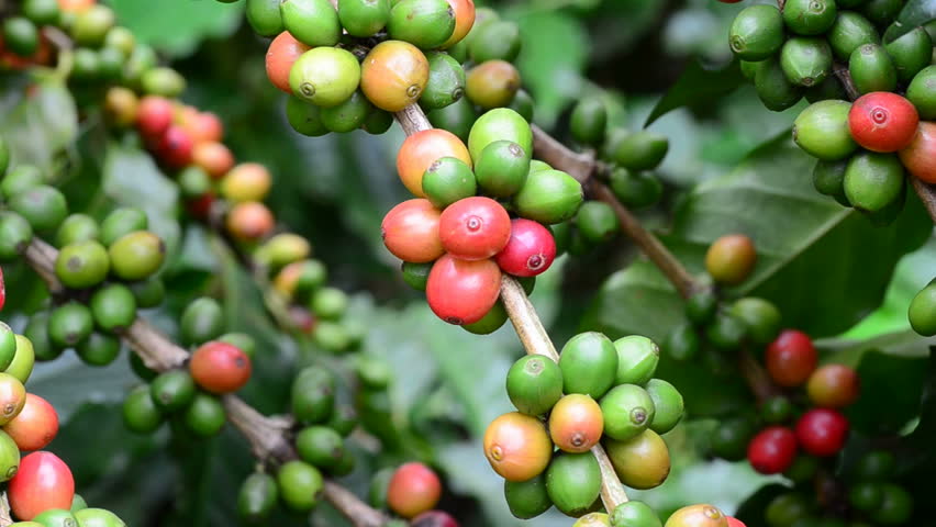 Coffee Cherries (beans) Ripening On A Coffea Tree Branch (closeup ...