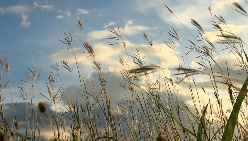 Flowers, Grass, Sky, Wind Blowing. Stock Footage Video 4769387 ...