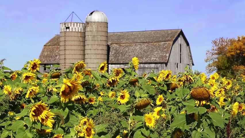 Loop Features A Field Of Colorful Sunflowers Swaying In The Breeze ...