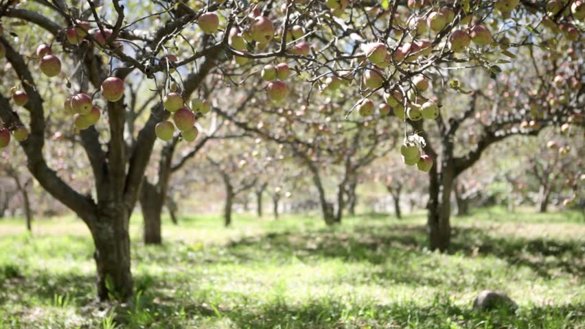 Static Shot: Of An Apple Farm. Apples Trees Of Marpha, Mustang, Nepal ...